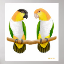 Caique Parrot Love, Caique Parrot Love, Caique ... Print
