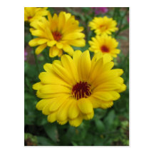 Calendula Blossoms Post Cards