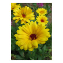 Calendulas ATC Business Card Template