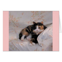 Calico Cat - Blank Inside Greeting Cards