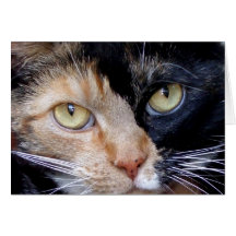 Calico cat greeting card