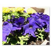 California Bluebell Photographic Print