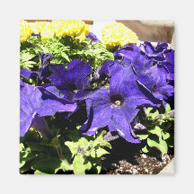 California Bluebell Refrigerator Magnets