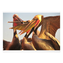 California Brown Pelicans Custom Invitation