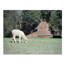 California Farm Postcard