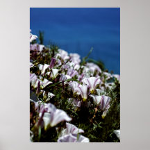 California Flowers Poster