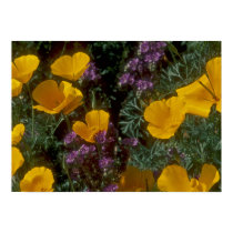 California Poppies posters