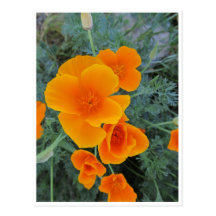 California Poppy Post Card