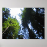 California Redwoods 2 Posters