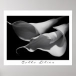 Calla Lilies in B&W Print