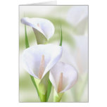 Calla Lilly Card