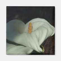 Calla Lily Dawn Fridge Magnets
