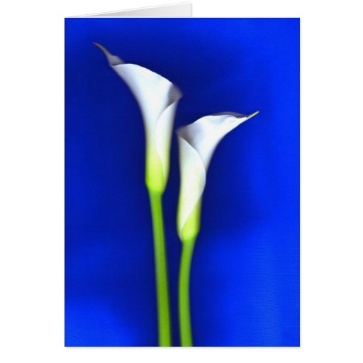Calla Lily Greeting Card