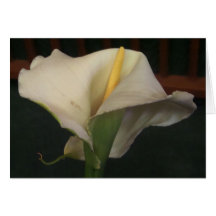 Calla Lily Greeting Card