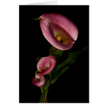 Calla lily greeting cards