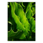 Calla Lily Leaves Card