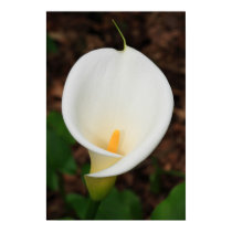 Calla lily posters