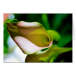 calla lily with circles card