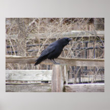 Calling Crow 1 Print