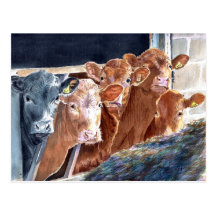 Calves at Brunch Postcards