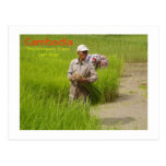 Cambodia-transplanting rice seedlings post cards