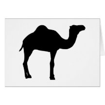 Camel Card