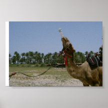 Camel Drinking Water Posters