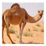 Camel for Arabs for Invitation