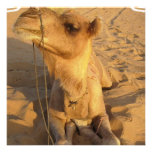 Camel in Desert Invitations