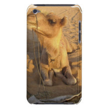 Camel in Desert iTouch Case iPod Touch Cover