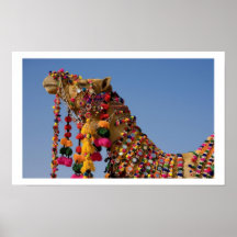 Camel in The  Desert Poster