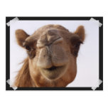 Camel Postcard