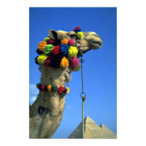 Camel posters