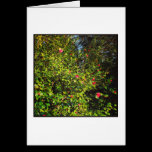 Camellia Bush 02. cards