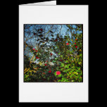 Camellia Bush. cards