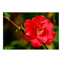 Camellia posters