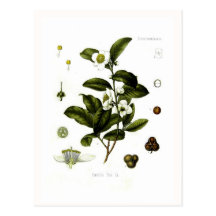 Camellia sinensis (tea) postcards