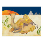 Camels in Egypt Post Cards