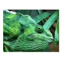 CAMO LIZARD POST CARD