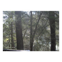 camoflaqe trees invite