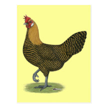 Campine:  Golden Hen Postcard