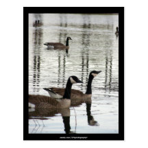 Canada Geese -  Postcard