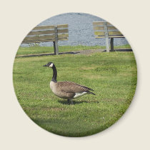 Canada Goose magnets