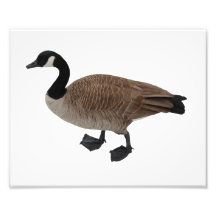 Canada Goose Photo