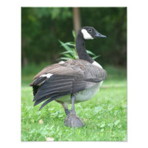 Canada Goose Walk Art Photo