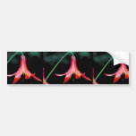Canada Lily Bumper Stickers