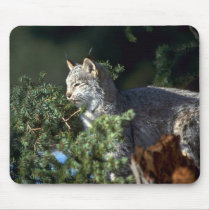 Canada Lynx mousepads