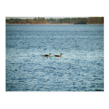 Canadian Geese floating Ross Barnett Reservoir Post Cards