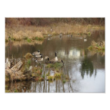 Canadian Geese Photographic Print