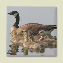 Canadian Goose and goslings Geese magnets